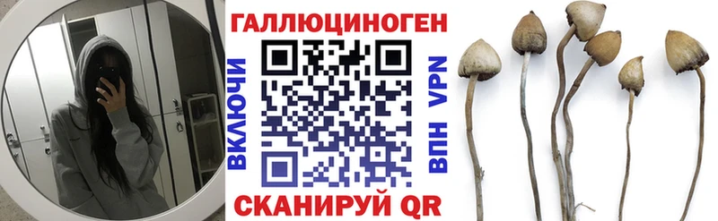 Псилоцибиновые грибы Psilocybine cubensis  Медвежьегорск 